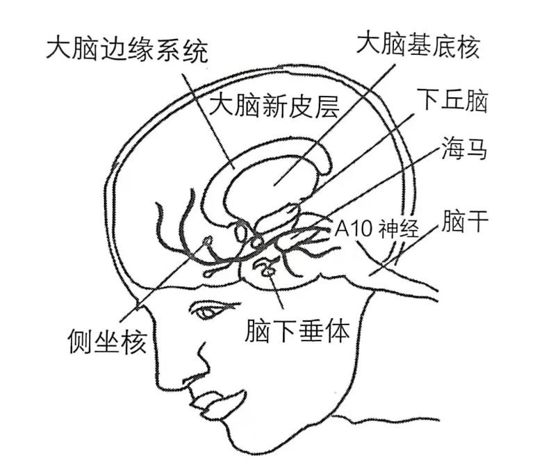 父母的爱，能让孩子大脑释放更多的“积极激素”